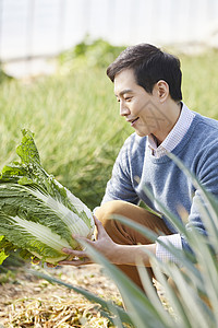 一家人在蔬菜大棚挑选蔬菜图片