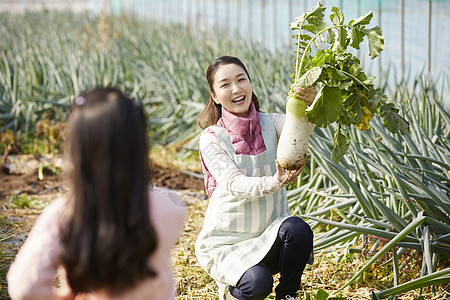 一家人在蔬菜大棚挑选蔬菜图片