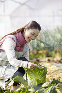 一家人在蔬菜大棚挑选蔬菜图片