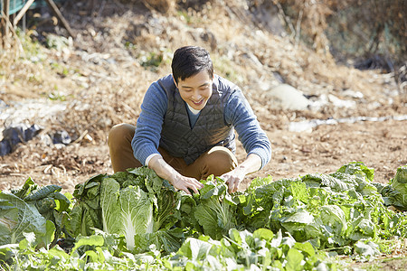 男人收获大白菜图片