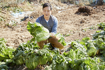 男人收获大白菜图片