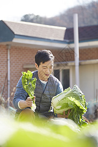 男人在菜园子里收获大白菜图片