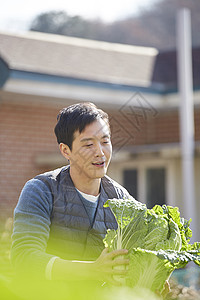 男人在菜园子里收获大白菜图片