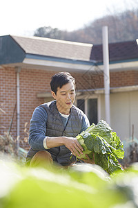 男人在菜园子里收获大白菜图片