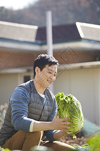 男人收获大白菜图片