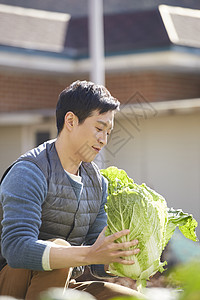 男人在菜园子里收获大白菜图片