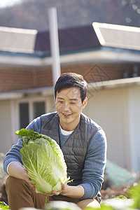 男人在菜园子里收获大白菜图片