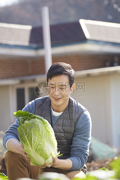 男人在菜园子里收获大白菜图片