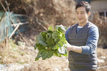 男人在菜园子里收获大白菜图片