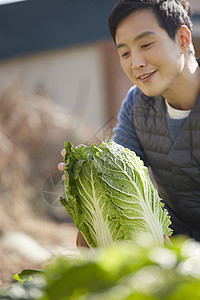 男人收获大白菜图片