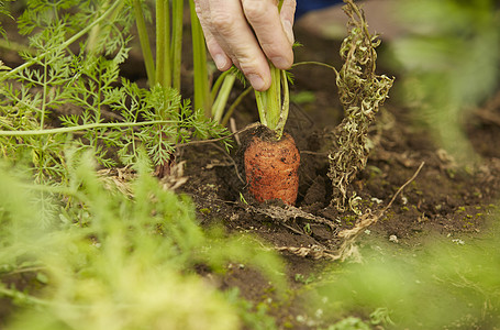 从地里拔出的胡萝卜图片素材
