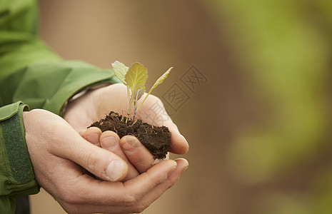 双手捧着植物幼苗的特写图片