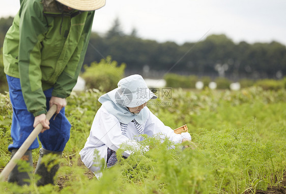 外国人体验农业种植图片