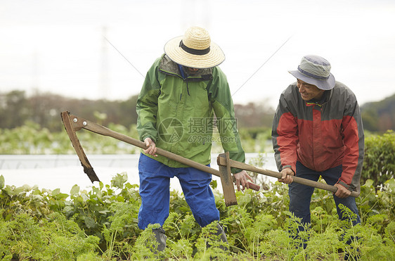 外国人体验种植生活图片