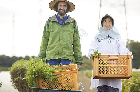 外国人在农作物研究种植图片