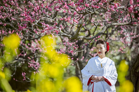 梅花树下穿和服的日本女性图片