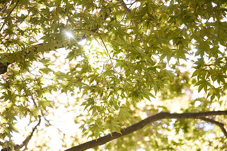 阳光树木公园图片