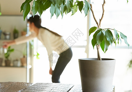 居家女性整理花卉图片