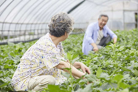 老年夫妻一起种植农作物图片