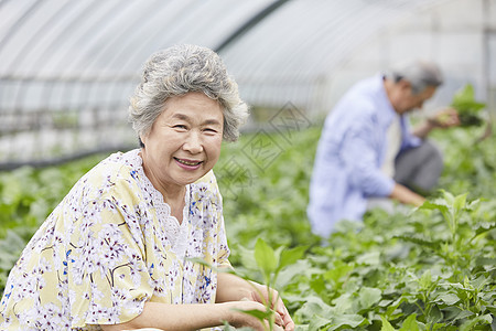 老年夫妻一起种植农作物图片