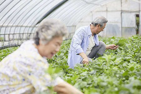 老年夫妻一起种植农作物图片