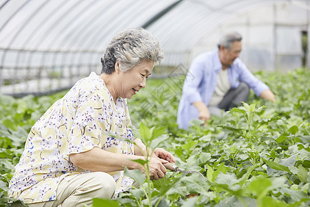 老年夫妻一起种植农作物图片