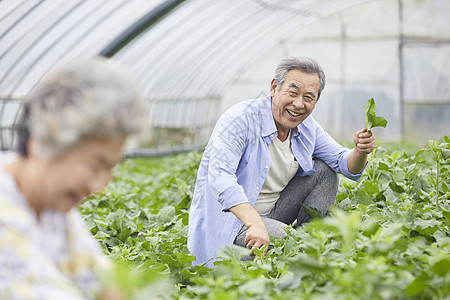 一起照顾农作物的老年夫妇图片