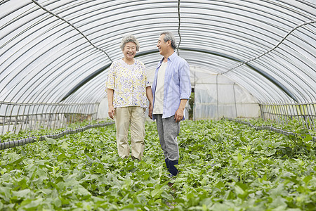 一起照顾农作物的老年夫妇图片