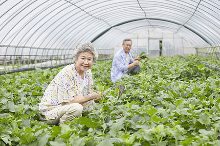 在蔬菜大棚的老年人图片