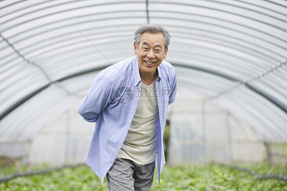 在蔬菜大棚的老年人图片