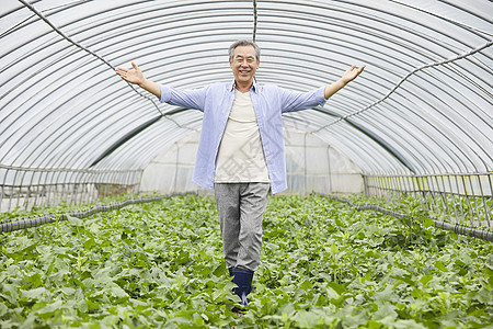 在蔬菜大棚的老年人图片