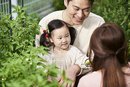 一家人户外采摘蔬菜图片