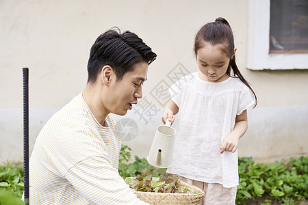 爸爸带孩子们在户外采摘蔬菜图片