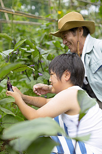 户外乡村男孩采摘蔬菜图片