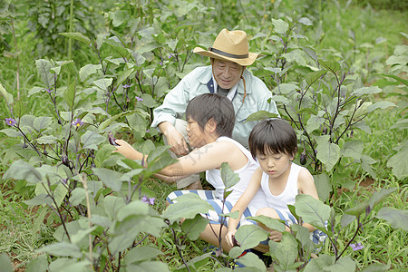 教育领域户外乡村男孩采摘蔬菜背景