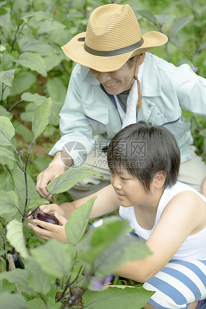 户外乡村男孩采摘蔬菜图片