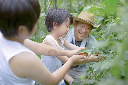 爷爷看着男孩采摘蔬菜图片