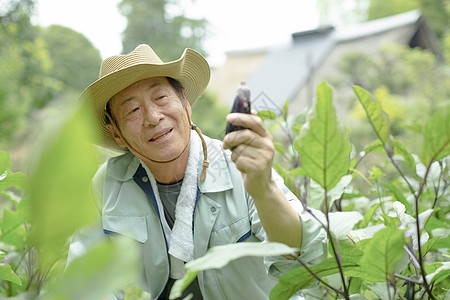 老农民在采摘蔬菜图片