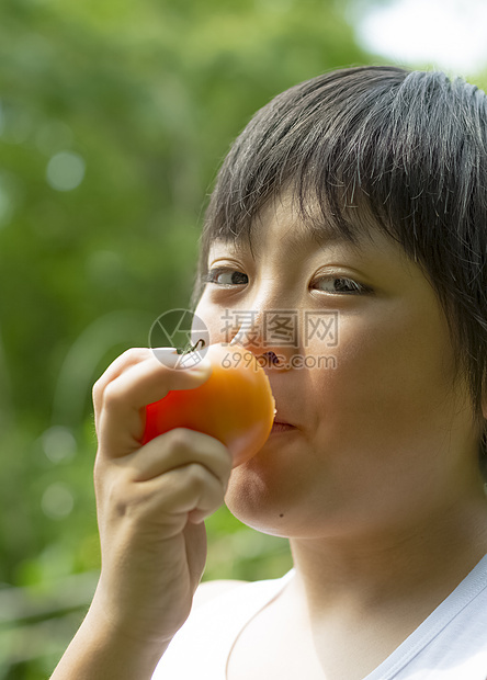 暑假在田地里采摘水果的小男孩图片