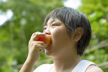 暑假在田地里采摘水果的小男孩图片