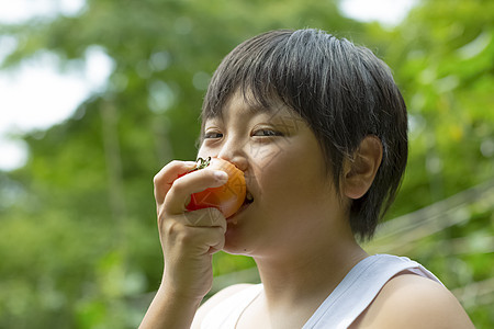 暑假在田地里采摘水果的小男孩图片