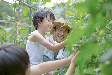 老农民看着男孩在采摘蔬菜图片