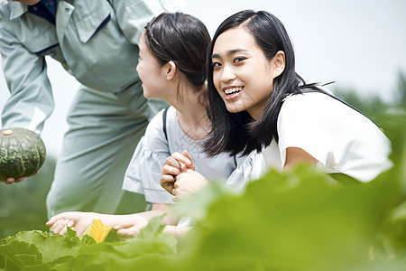 女孩和收获三人女子农场之旅背景