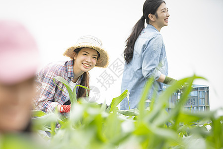 女人们在农田里干活图片