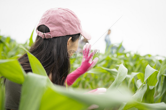女人们在农田里干活图片