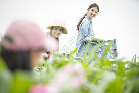 女人们在农田里干活图片