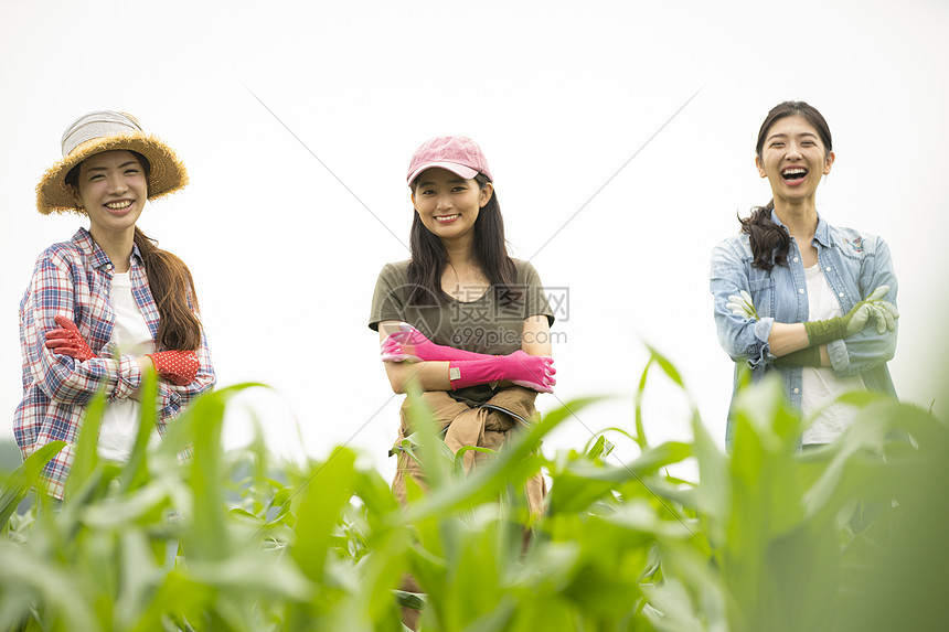 女人们在农田里干活图片
