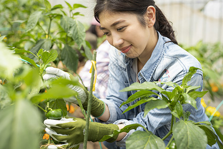 年轻女性农场采摘场图片