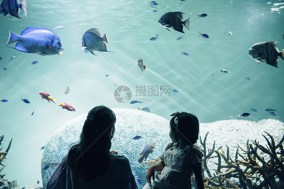 家庭水族馆游玩图片