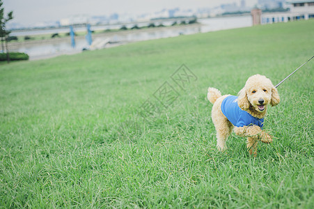 户外贵宾犬假期狗和osanpo图像图片